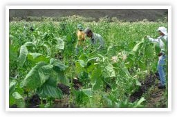 Tobacco Growing Fields Tobacco Growing Fields
